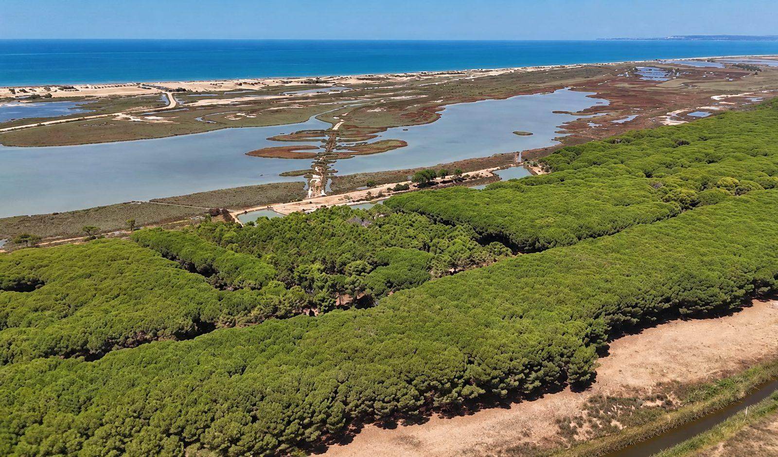 Rinia — pamje ajrore e pishave dhe lagunës